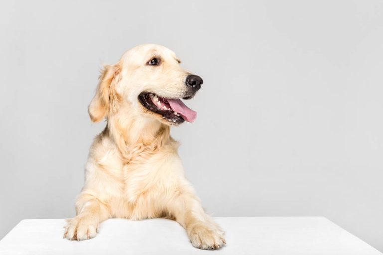 Already Dangerous? Why Your Dog is Panting – and When You Should See The Vet