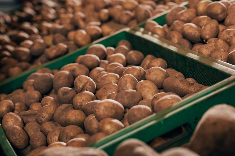 Growing Potatoes on The Balcony: This is How it Works – and What You Have to Pay Attention to
