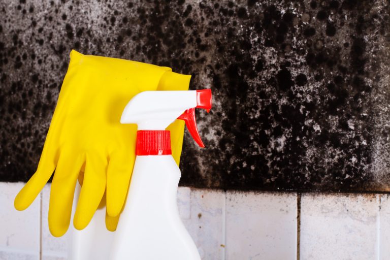 Remove Mold Stains: These Home Remedies Really Help Against Mold