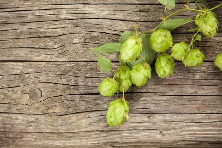 Hops For The Hair? This is How Beer Makes Your Hairstyle Shiny and Voluminous
