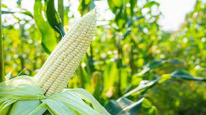 How important is maize (corn) in Namibian cuisine?