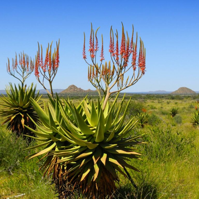 What are some common spices and herbs used in Namibian cooking?